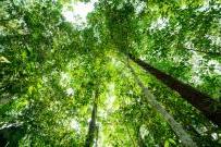 Looking up a green trees